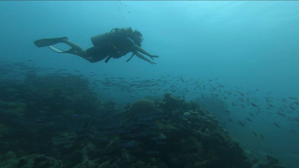 Diver gliding over the reef above a school of fish