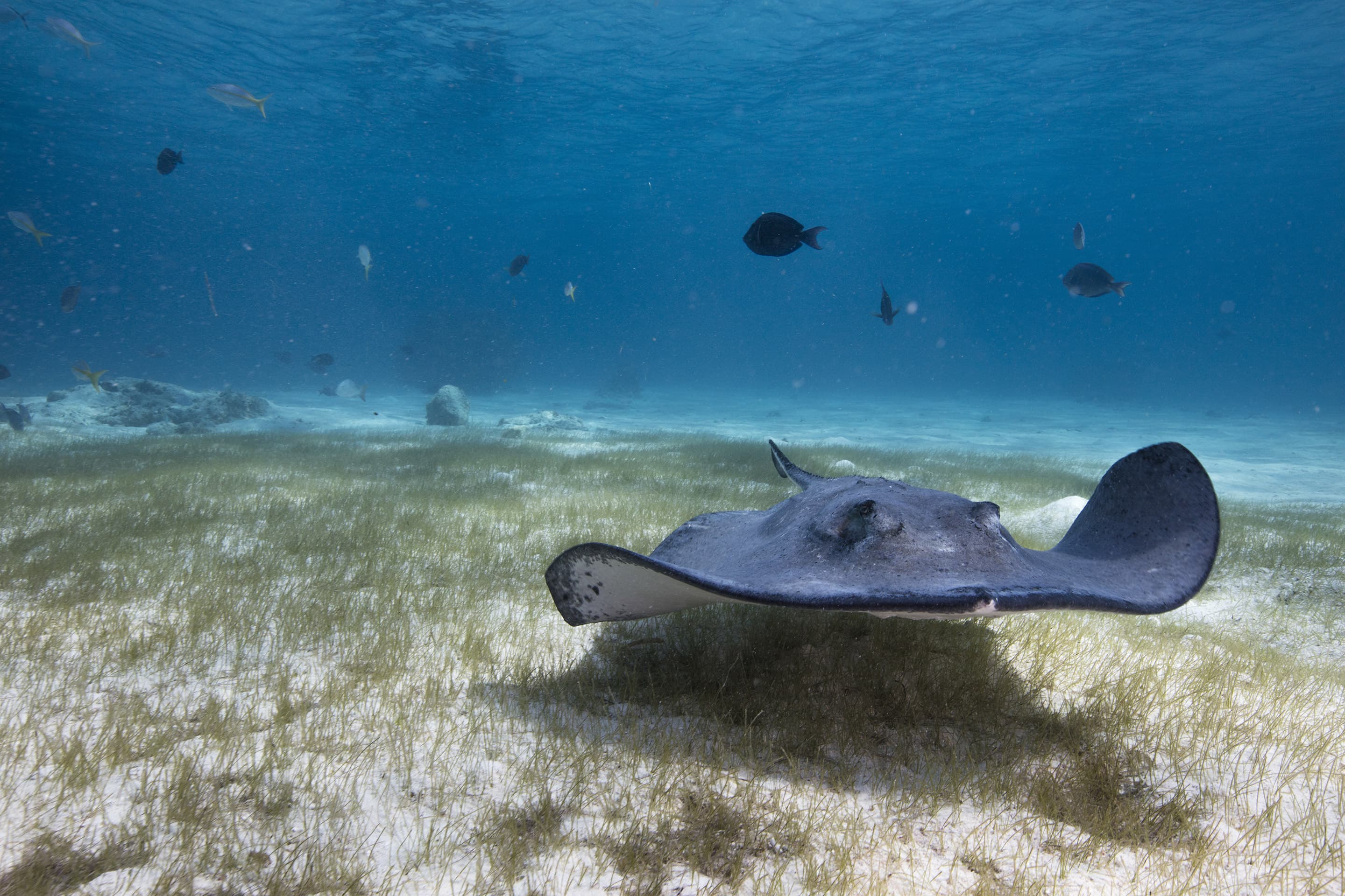 stingray