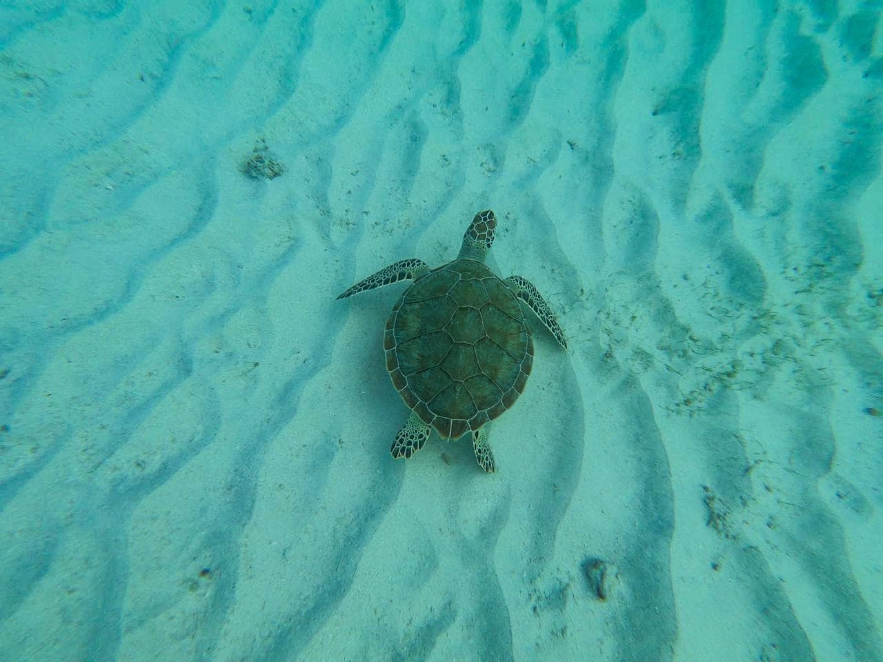 Sea turtle swimming over a sandy reef
