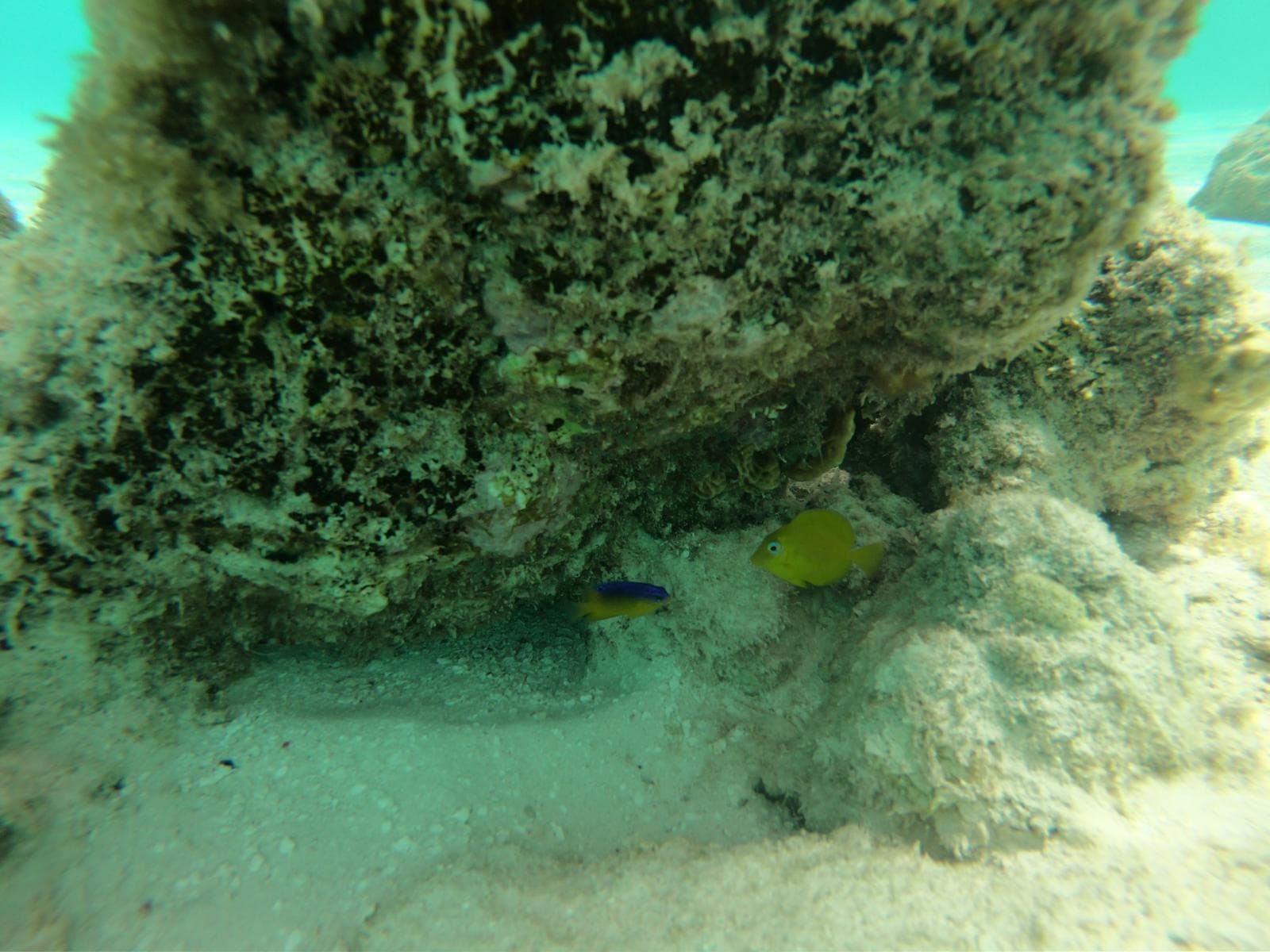 Yellow fish